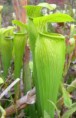 /album/fotogaleria-sarracenia/images-7-jpg2/